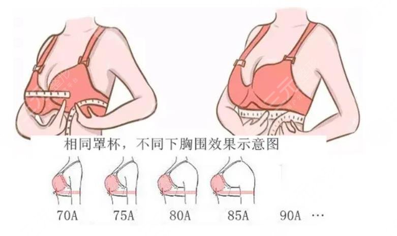 c置杯有多大?1分钟带你了解精准数值!附脂肪、假体隆胸科普~