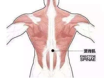 为什么胖人脊柱沟明显?