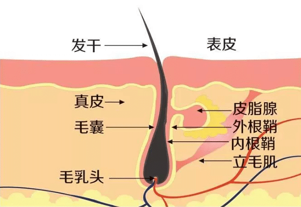 北京大学深圳医院植发科普