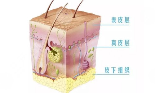超声炮和热玛吉做一次能维持多长时间呢?