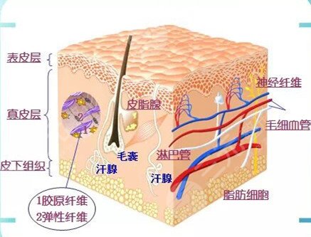 皮肤