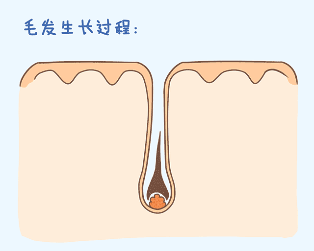 头发生长过程