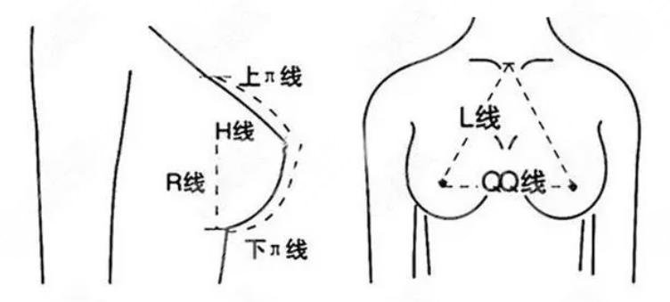 胸部