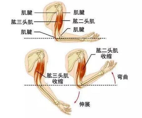 拜拜肉