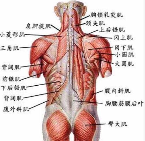 肌肉