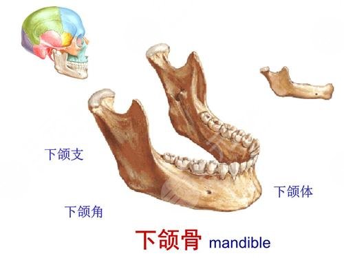 3.柳春明医生科普下颌角磨骨