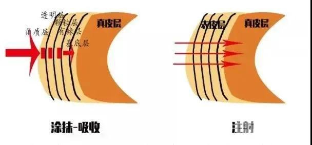 皮肤层次