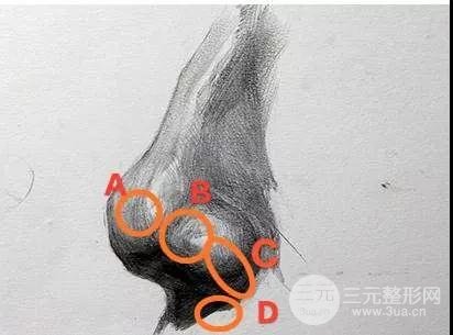鼻尖结构图