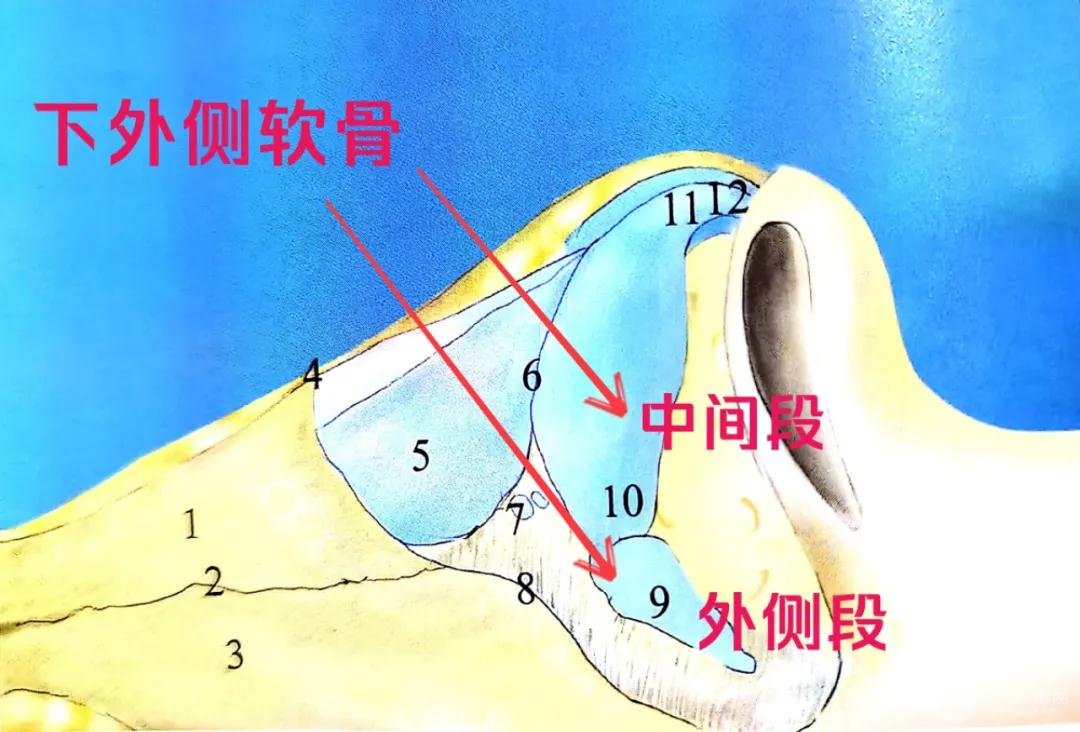 鼻子下外侧软骨