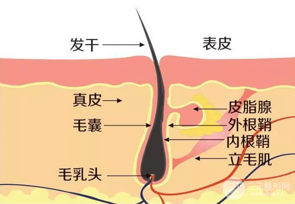 毛囊