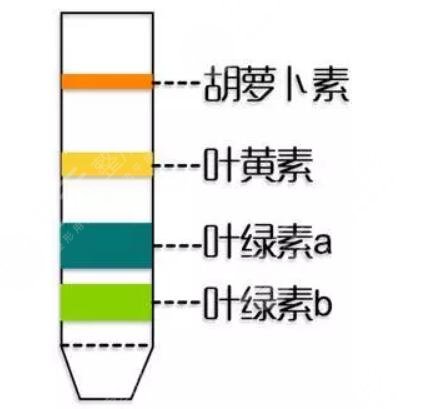 胡萝卜素