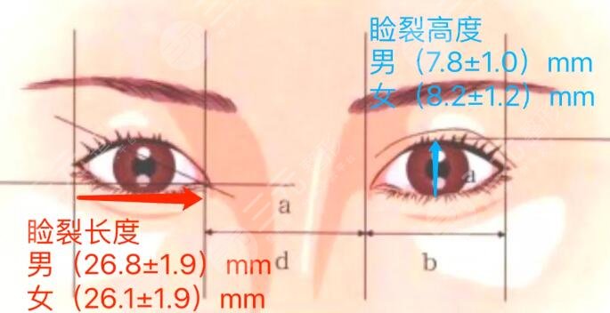 关于眼型