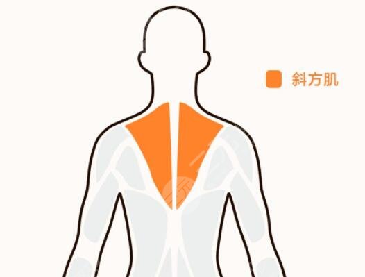 斜方肌