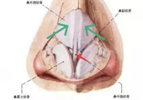 鼻部双C线怎么做？