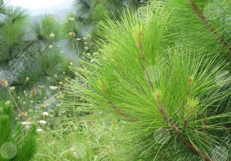 松针可以减肥吗？功效作用大公开，get科学减肥方式