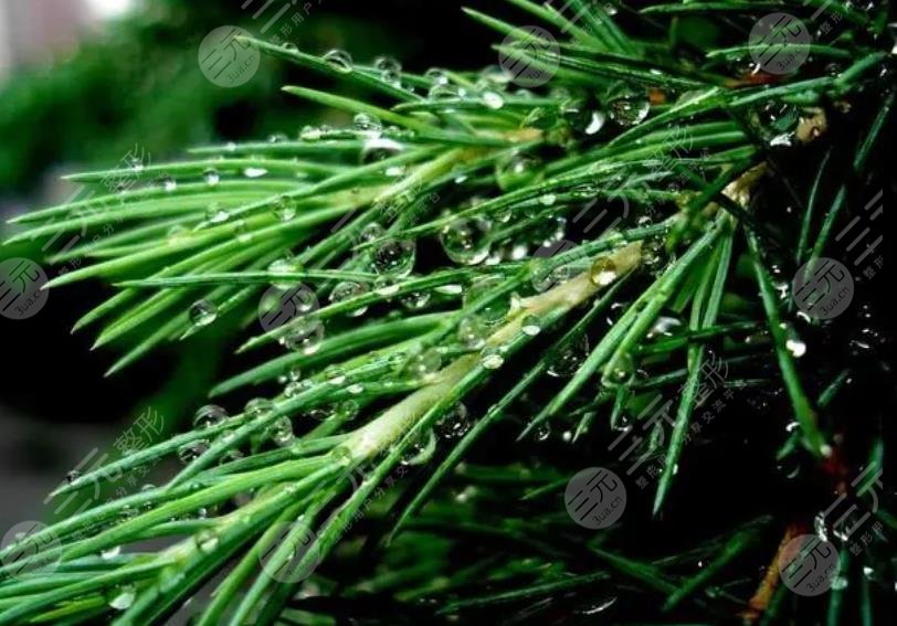 松针可以减肥吗？功效作用大公开，get科学减肥方式