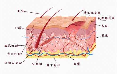 疤痕修复能恢复到什么程度？