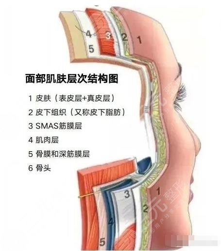 超声炮全面部包括哪些部位?