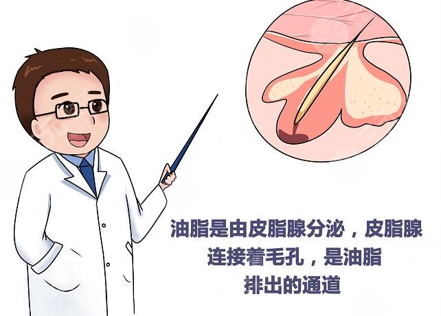 控制油脂分泌
