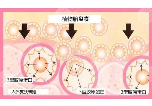胎盘素针剂功效与作用、副作用