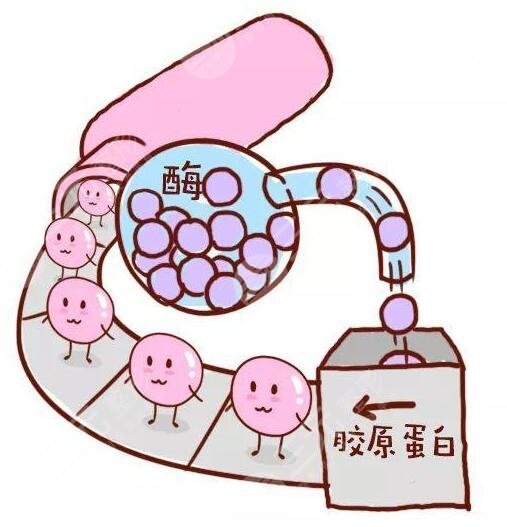 胶原蛋白的功与作用有哪些？竟然有这些意想不到的果！爱美女性必看！