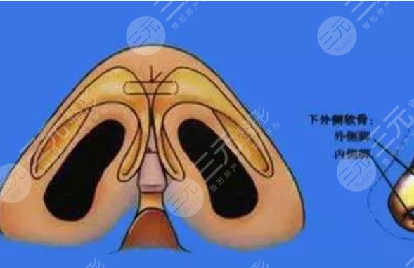 鼻头