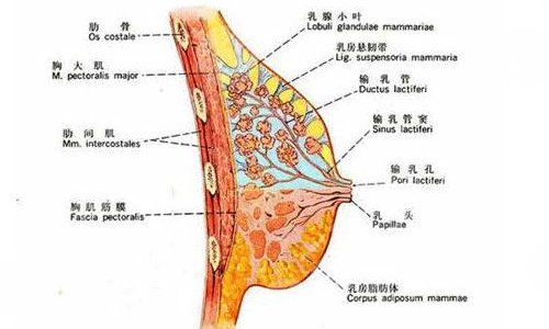 自体脂肪隆胸价格大约是多少?