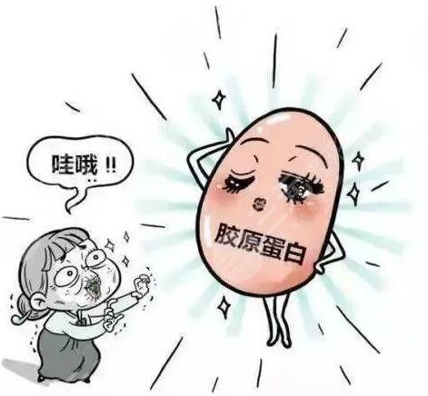 胶原蛋白的介绍