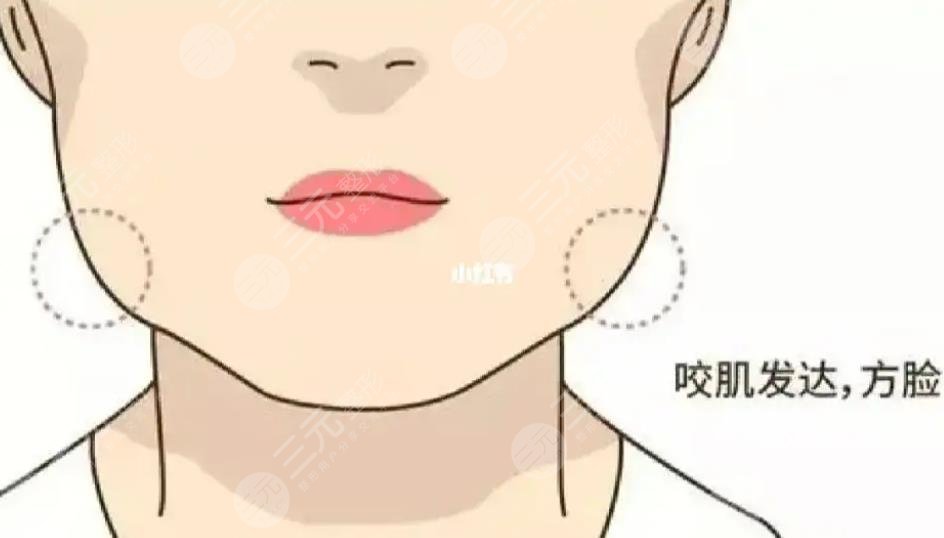 咬肌