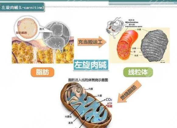 左旋肉碱
