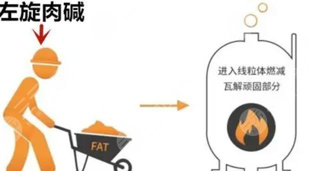 左旋肉碱