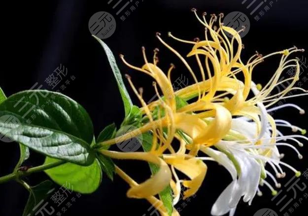 金银花