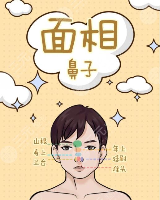 招财鼻是什么样子的？招财鼻子的特点是什么？赶紧来对照着比较一下~