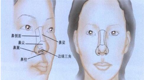 鼻部综合