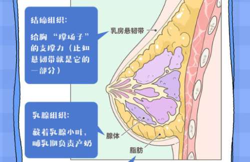隆胸5.jpg