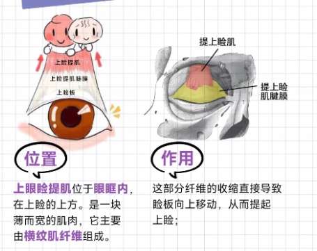 双眼皮