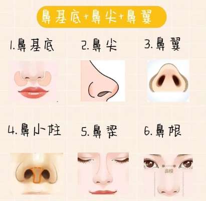 鼻基底